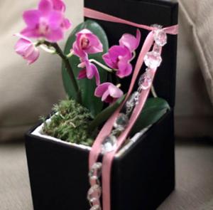 Mini orchidee regalo